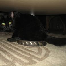 Huskat Tweedy *R.I.P*