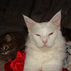 Maine Coon La Grand du Ville White F