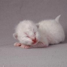 Hellig Birma Snow - R.I.P. 