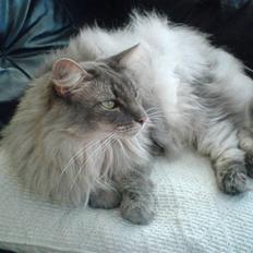 Norsk Skovkat Effi R.I.P 