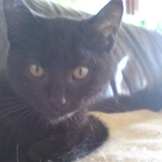 Blanding af racer Sambo