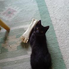 Blanding af racer Sambo