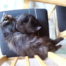 Blanding af racer Sambo