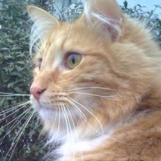 Norsk Skovkat DKJohnsen Ildtigeren Imix