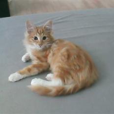 Norsk Skovkat DKJohnsen Ildtigeren Imix