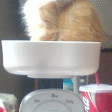 Norsk Skovkat DKJohnsen Ildtigeren Imix