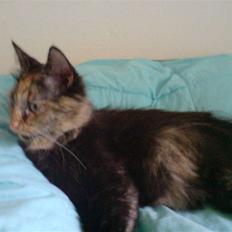 Blanding af racer Picasso død :'( :'(