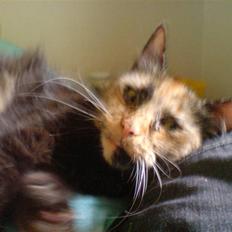 Blanding af racer Picasso død :'( :'(