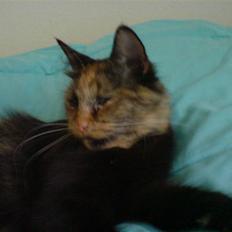 Blanding af racer Picasso død :'( :'(