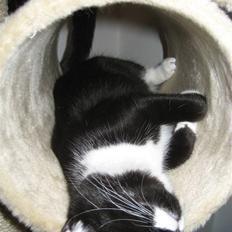 Blanding af racer Nynne