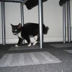 Blanding af racer Nynne