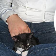 Blanding af racer Nynne