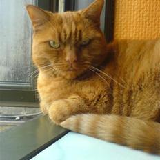 Huskat Garfield Hertz