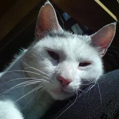 Huskat Molly   Løbet væk :'(