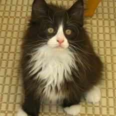 Norsk Skovkat Brutalis R.I.P du skønne lille skat :(