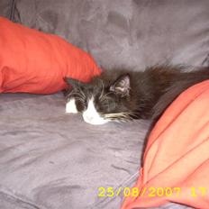 Norsk Skovkat Brutalis R.I.P du skønne lille skat :(