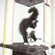 Norsk Skovkat Brutalis R.I.P du skønne lille skat :(