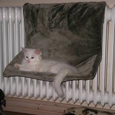 Blanding af racer Snefnug