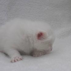 Blanding af racer Snefnug