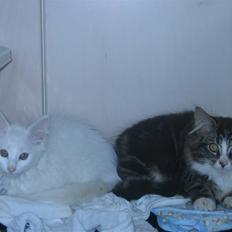 Blanding af racer Snefnug