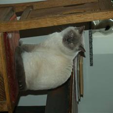 British Shorthair Fanny 