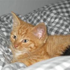 Blanding af racer Homer - RIP