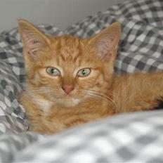 Blanding af racer Homer - RIP