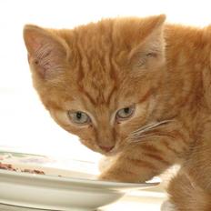 Blanding af racer Homer - RIP