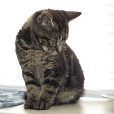 Blanding af racer Ingolf - RIP