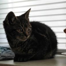 Blanding af racer Ingolf - RIP