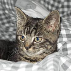 Blanding af racer Ingolf - RIP