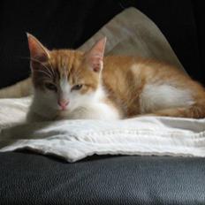 Huskat Garfield og Futte