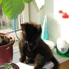 Huskat Garfield og Futte