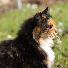 Blanding af racer Pjuske