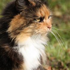 Blanding af racer Pjuske