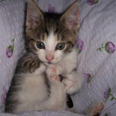 Huskat Alfie (givet væk)