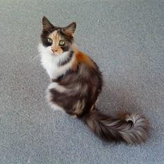 Maine Coon Angelina *Champion*
