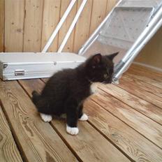 Blanding af racer Sorte Per