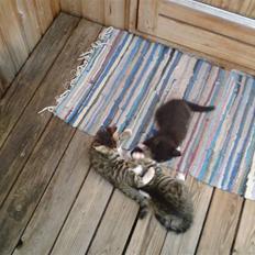 Blanding af racer Sorte Per