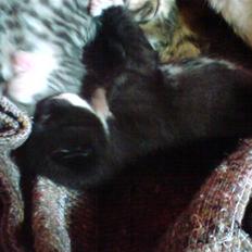 Blanding af racer Sorte Per