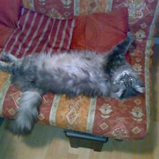 Blanding af racer Bailey