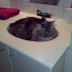 Blanding af racer Bailey