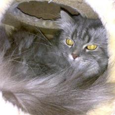 Blanding af racer Bailey