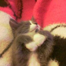 Blanding af racer Bine