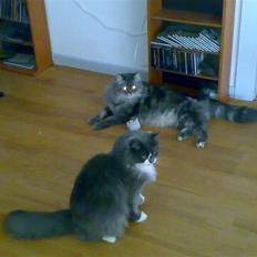 Blanding af racer Bine