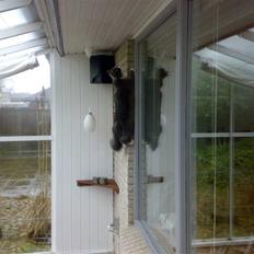 Blanding af racer Bine