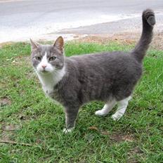 Blanding af racer Mivsen