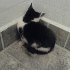 Huskat mogson-DØD- Savn