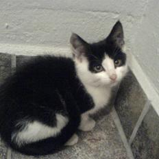 Huskat mogson-DØD- Savn