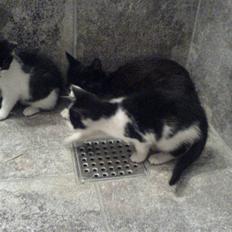 Huskat mogson-DØD- Savn